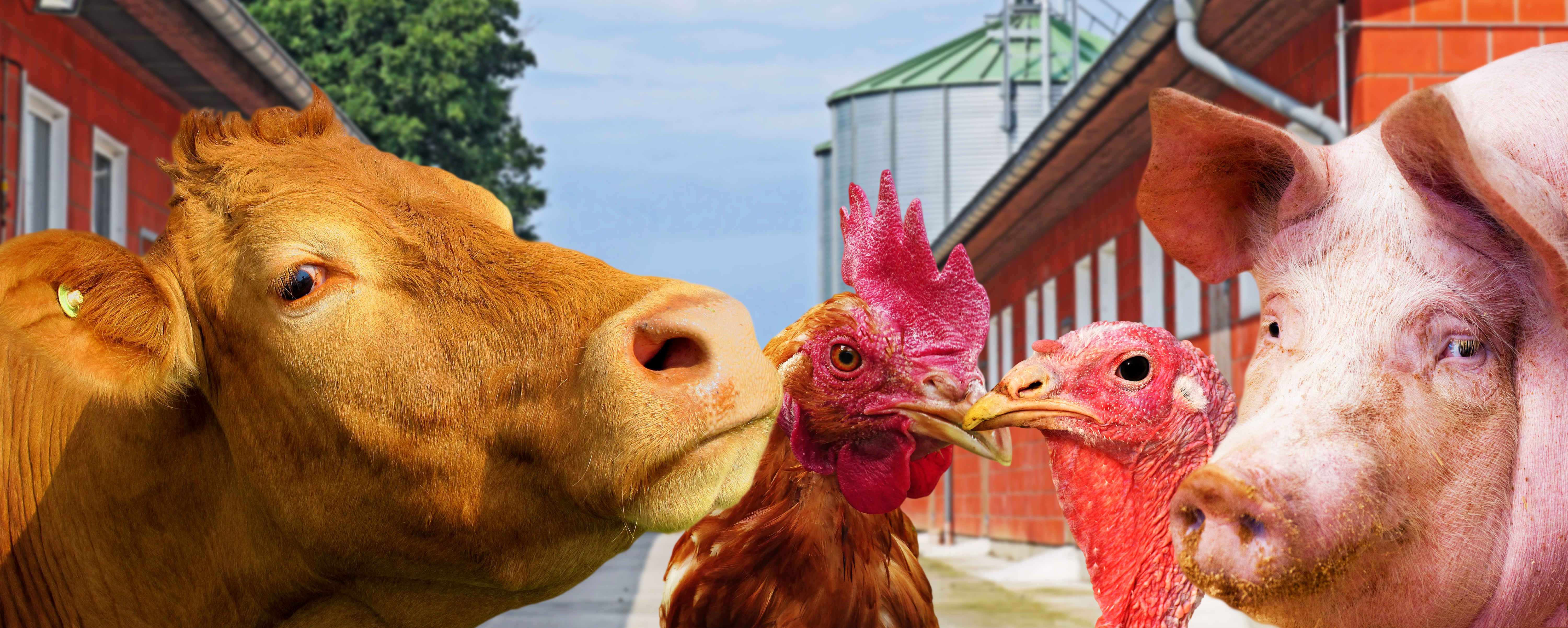 Animal Health